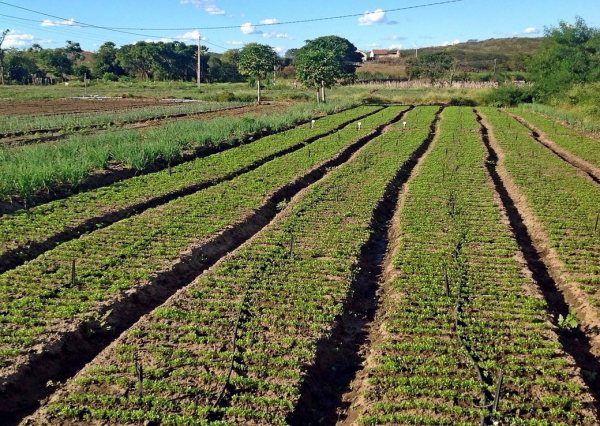 Crops irrigated with a drip system, Ceará, Brazil © J. Burte, CIRAD